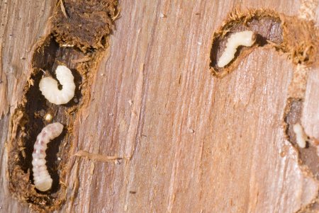 depositphotos_2982621-stock-photo-woodworm.jpg