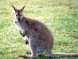 wallaby